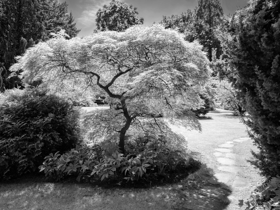 Monochrome - Infrared - After